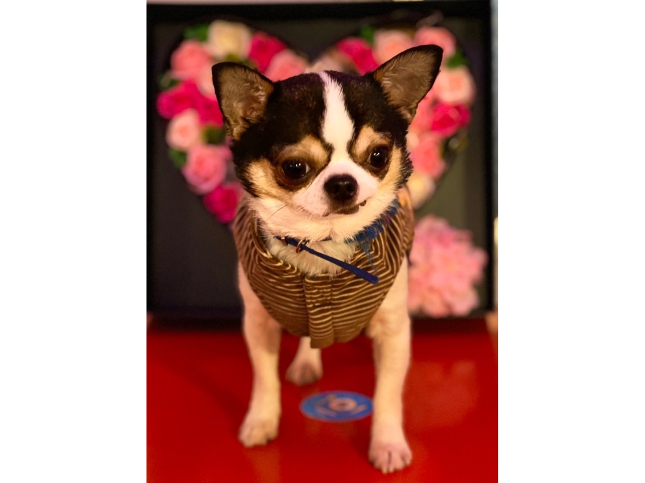 �X���[�X�`�����̃j�R�����ł��@�͂Ȃ͂Ȃ̊Ŕ��ł��@
