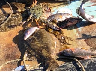 定置網漁体験 鱧 足赤えび天ぷらランチ付き 小松島漁業協同組合 じゃらん遊び体験 定置網漁体験 鱧 足赤えび天ぷらランチ付き 小松島漁業協同組合 じゃらん遊び体験