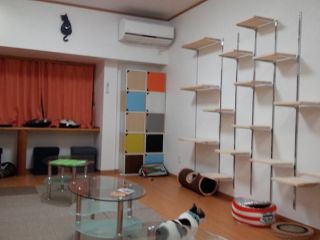 福山 かわいい猫との触れ合い 保護ねこカフェfamilia に癒しを求めに行こう 保護ねこcafe Familia じゃらん遊び体験