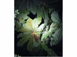 恐竜時代はこんな感じだったのかなぁ^_^