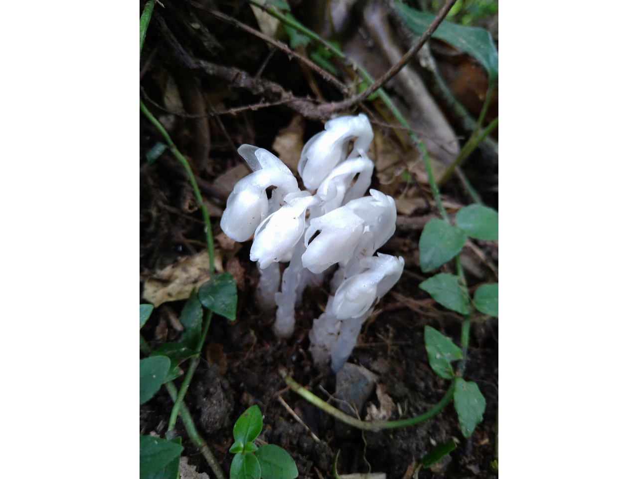 �G�߂ɂ�肱��Ȓ������A����^_^