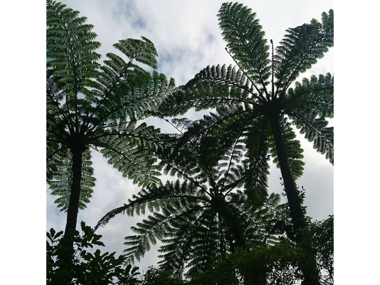 日中とは違う、早朝の金作原原生林散策ツアー。リフレッシュしながら徒歩で早朝ならではの動植物を鑑賞しながら進んで行きます。