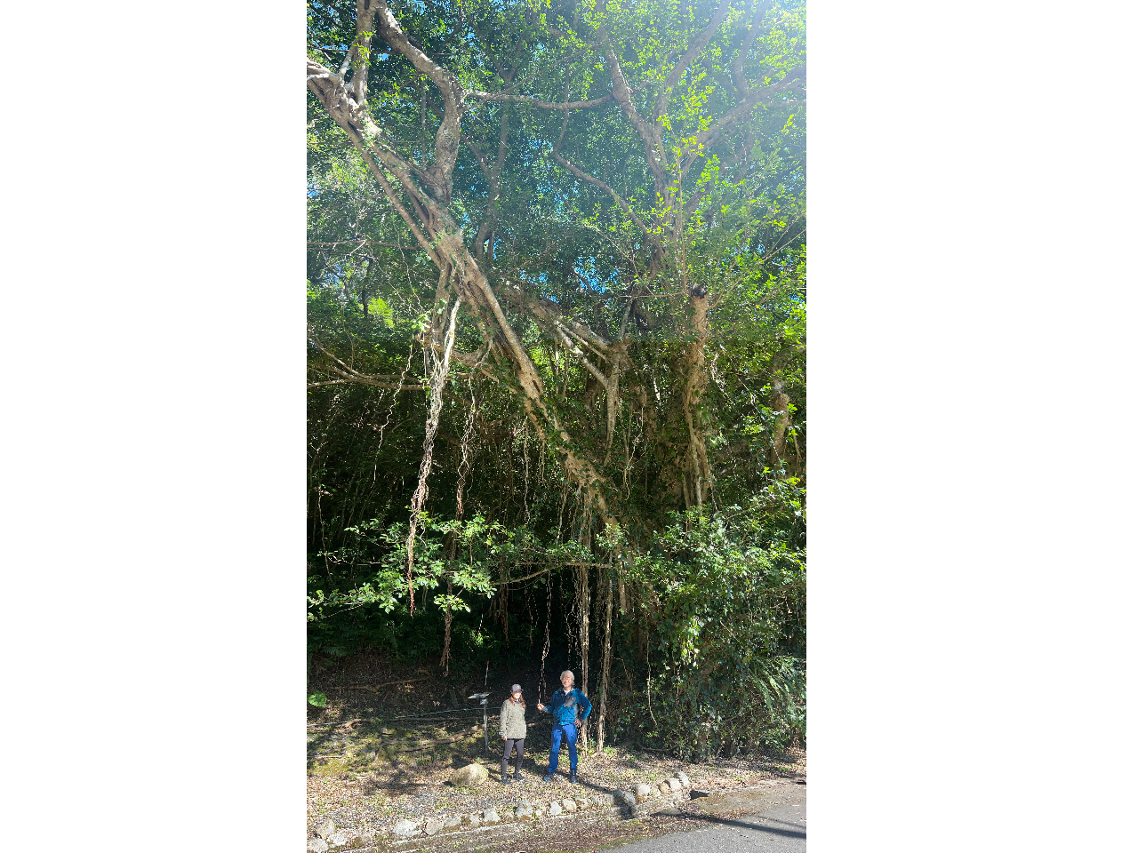 ����ȃK�W���}������^_^