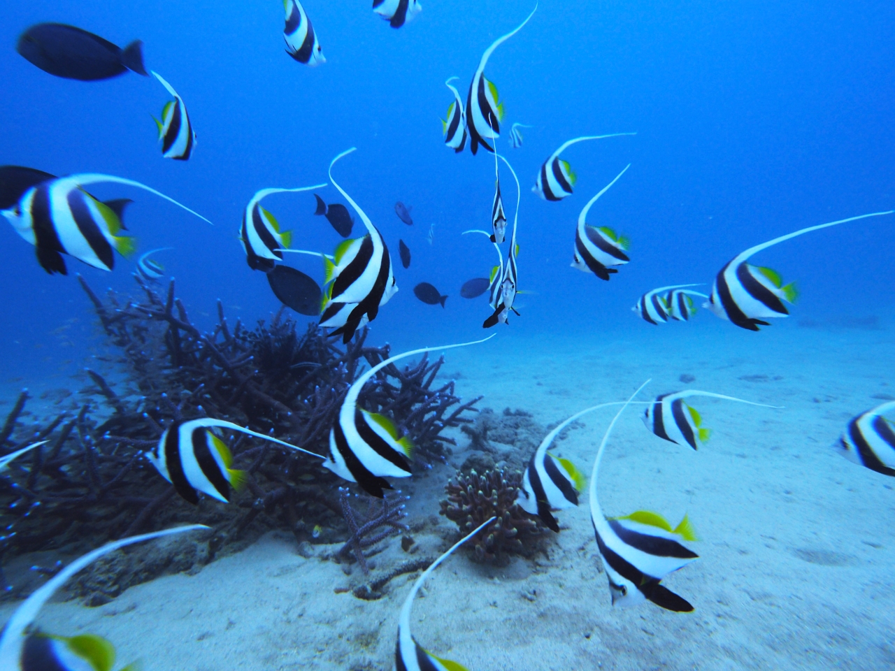 海の中にはいろいろな出会いがあります 何がいるかわからないから楽しい