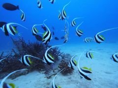 海の中にはいろいろな出会いがあります 何がいるかわからないから楽しい