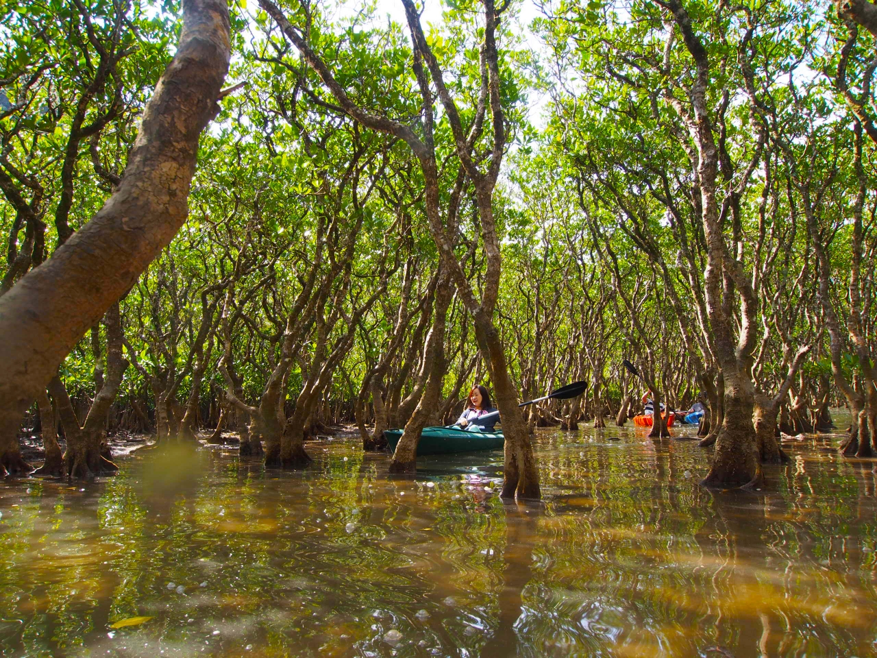 タイミングは合わせて 深いマングローブまで