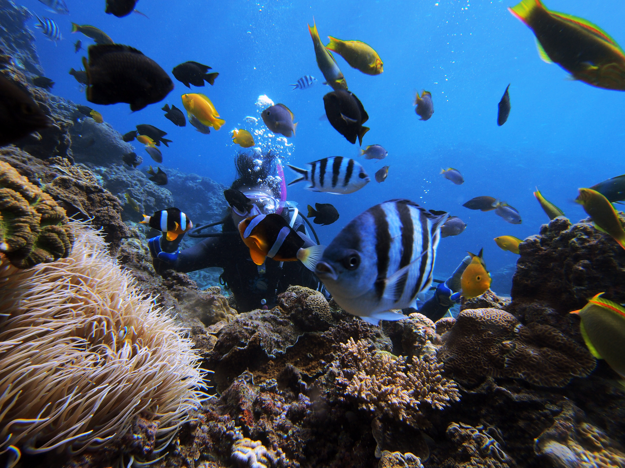 体験ダイビング