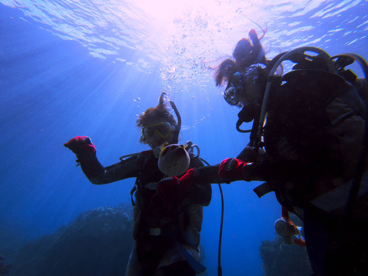 フグ捕まえてみたり