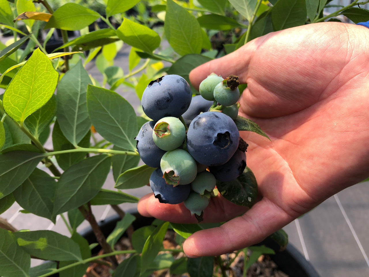 22年4月open 美容と健康に良い50種類の厳選されたブルーベリーを摘み取り食べ放題体験 ブルーベリーファームしまばら じゃらん遊び体験