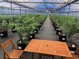 農園に草がなく、清潔で歩きやすいです!ハウスの中なので雨の心配なし!特別な空間で、大切な人との思い出に、他にない多 くの品種のブルーベリーを食べ比べましょう!