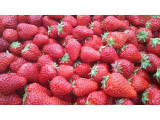 完熟ジューシー紅ほっぺを食べ放題♪