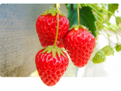 熊本のいちご狩りランキングtop10 じゃらんnet 熊本のいちご狩りランキングtop10 じゃらんnet