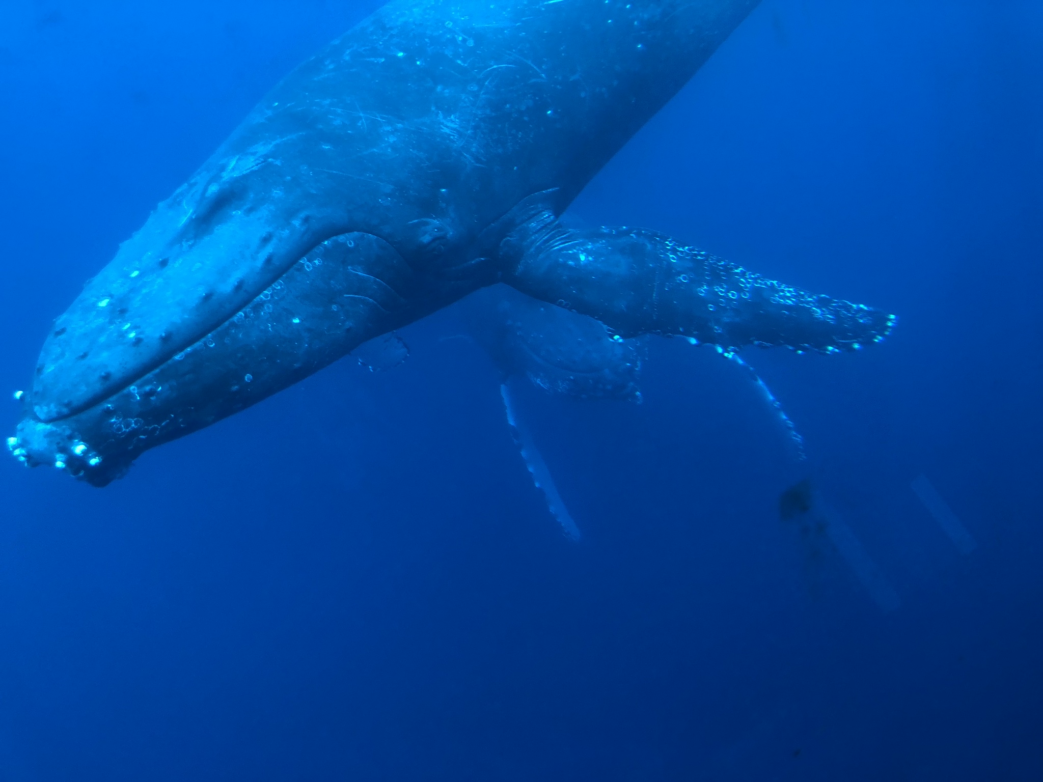 Manuhanaさま専用（原画）星を運ぶクジラ　ほか　4点おまとめ e867957a73ecf2f402ae1d0e371a2a