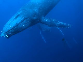 水中クジラ親子の様子