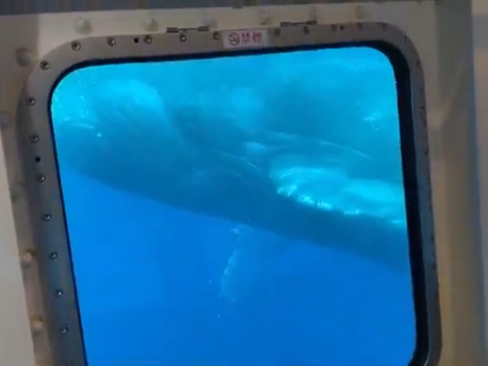 那覇発】沖縄唯一の減揺装置搭載・高速水中観光船で行くホエール