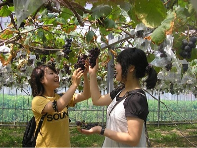 ぶどう狩り もぎたてのあま いぶどう食べ放題 ファミリー カップルにおすすめ 雨でも大丈夫 淡路島フルーツ農園 じゃらん遊び体験
