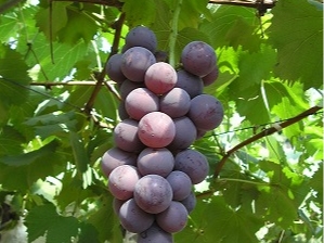ぶどう狩り もぎたてのあま いぶどう食べ放題 ファミリー カップルにおすすめ 雨でも大丈夫 淡路島フルーツ農園 じゃらん遊び体験