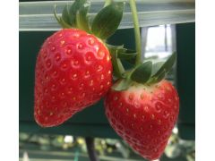 周年観光農園エコファームうちこ 予約 アクセス 割引クーポン じゃらんnet 周年観光農園エコファームうちこ 予約 アクセス 割引クーポン じゃらんnet