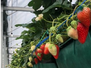 愛媛県内子町でいちご狩り 最大9品種 その日一番熟した美味しいいちごの中から食べ比べ 周年観光農園エコファームうちこ じゃらん遊び体験 愛媛県内子町でいちご狩り 最大9品種 その日一番熟した美味しいいちごの中から食べ比べ 周年観光農園エコファームうちこ じゃらん遊び体験