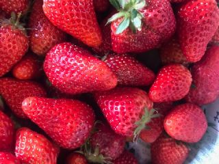 愛媛県内子町でいちご狩り 最大9品種 その日一番熟した美味しいいちごの中から食べ比べ 周年観光農園エコファームうちこ じゃらん遊び体験 愛媛県内子町でいちご狩り 最大9品種 その日一番熟した美味しいいちごの中から食べ比べ 周年観光農園エコファームうちこ じゃらん遊び体験