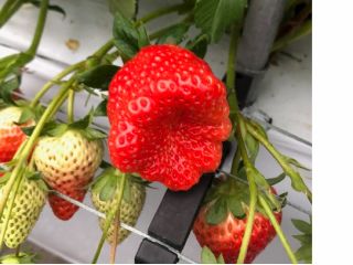 愛媛県内子町でいちご狩り 最大9品種 その日一番熟した美味しいいちごの中から食べ比べ 周年観光農園エコファームうちこ じゃらん遊び体験 愛媛県内子町でいちご狩り 最大9品種 その日一番熟した美味しいいちごの中から食べ比べ 周年観光農園エコファームうちこ じゃらん遊び体験