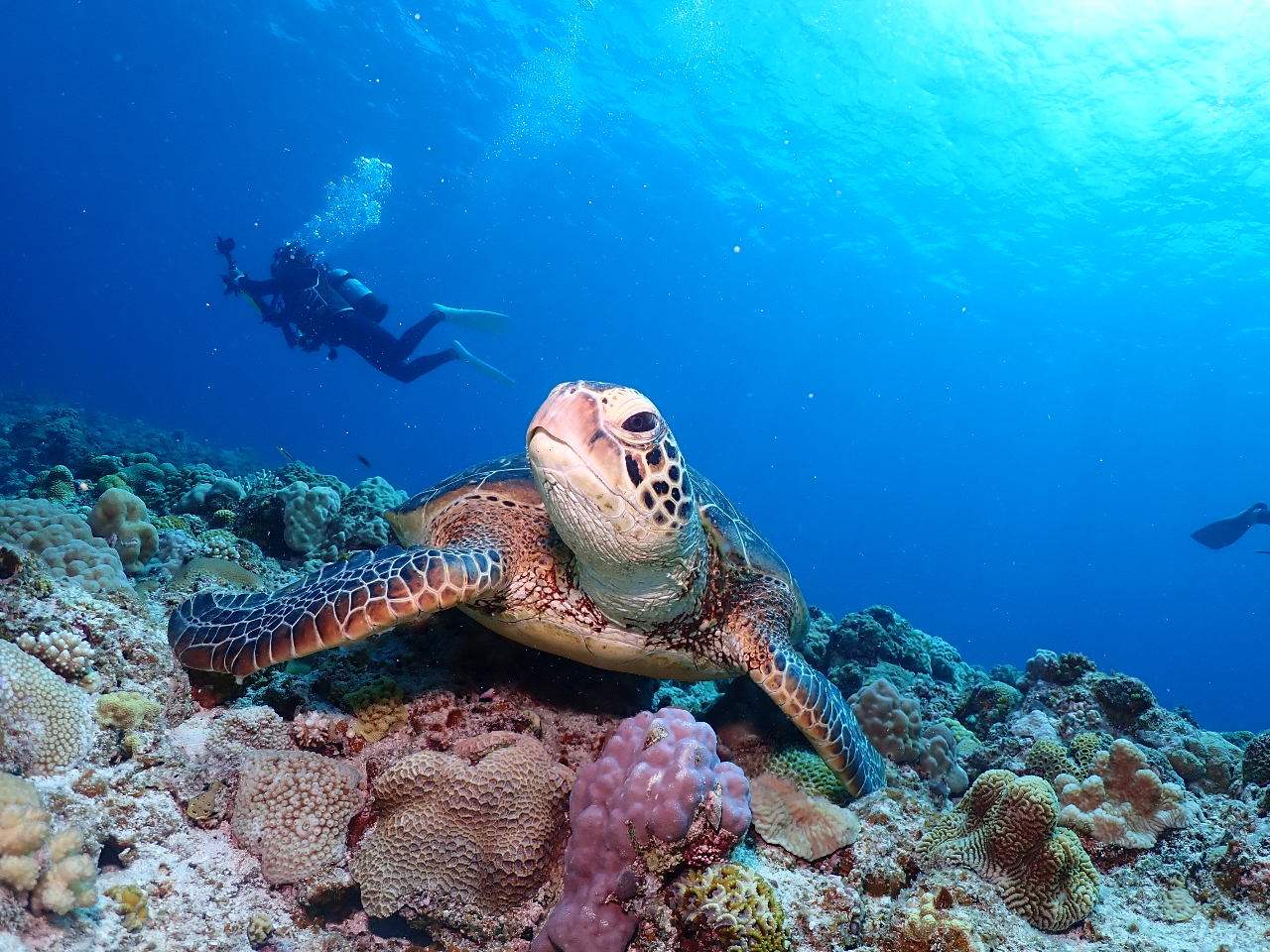 こんな近くに寄れることも♪