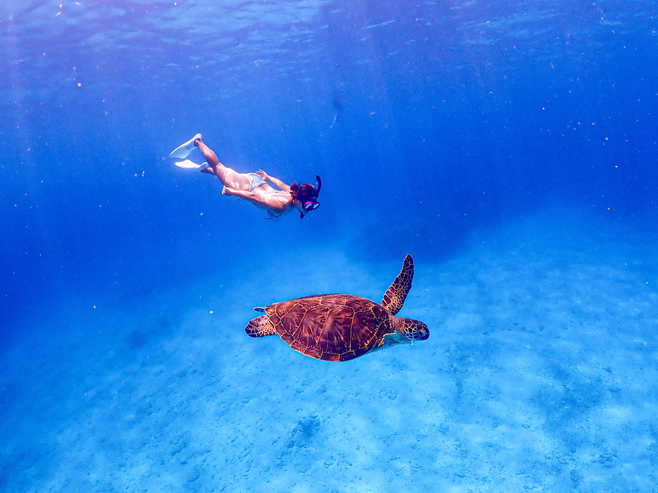 無人島でウミガメスノーケリング スキンダイビング スタッフが一緒に泳いで教える素潜り体験 小さなお子様連れでも安心 宜野湾発 慶良間 チービシ 開催 約4時間 ダイビングショップsolkiss じゃらん遊び体験 無人島でウミガメスノーケリング スキンダイビング スタッフが一緒に泳いで教える素潜り体験 小さなお子様連れでも安心 宜野湾発 慶良間 チービシ 開催 約4時間 ダイビングショップsolkiss じゃらん遊び体験