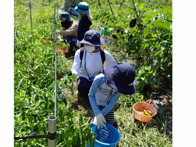 野菜収穫