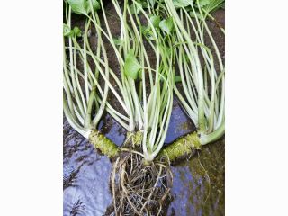 大沢里 わさび収穫体験 世界農業遺産のワサビ沢で収穫体験 ワサビ沢までのハイキングも楽しもう カップルやファミリーにもおすすめ 大沢里出合いの玉手箱 じゃらん遊び体験