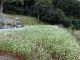 蕎麦の花が満開に(彼岸の頃)