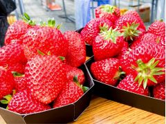 綾部 福知山の果物 野菜狩りランキングtop6 じゃらんnet 綾部 福知山の果物 野菜狩りランキングtop6 じゃらんnet