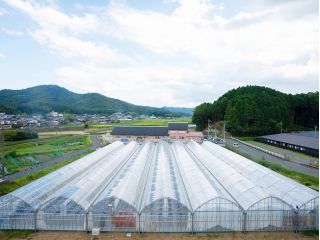 グラウンドいっぱいに広がる7棟ブチ抜きいちごハウス!