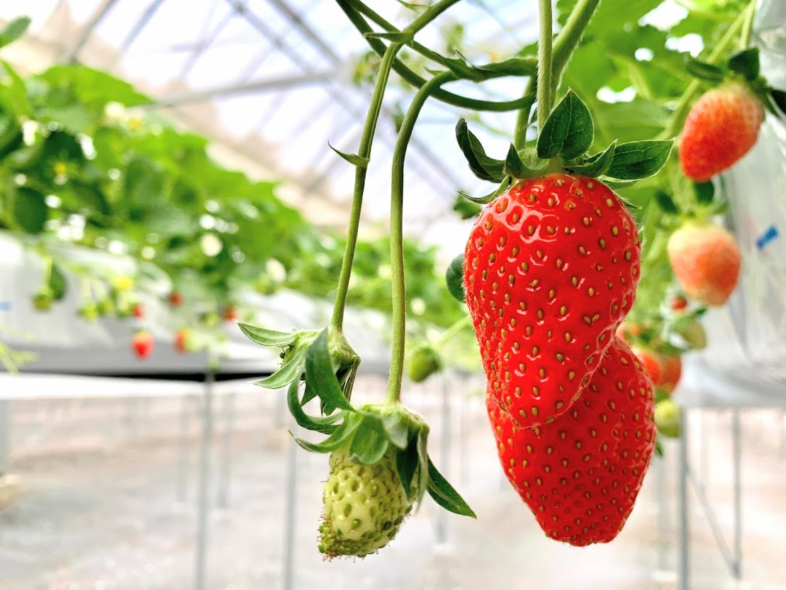 ݍ͔|̕L[Ńxr[J[łԈ֎qłyX