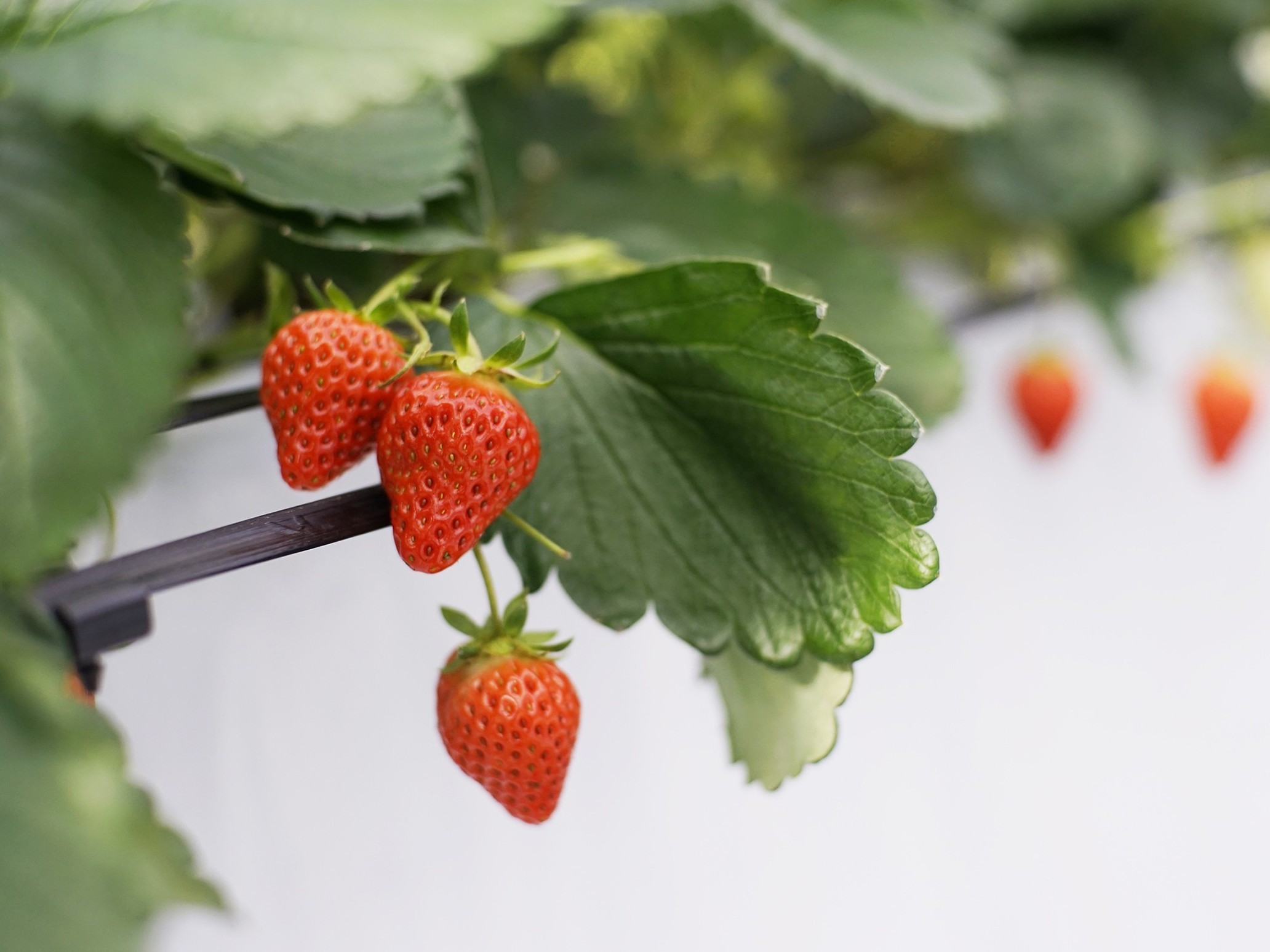 ֓̂(strawberrypicking Tokyo)