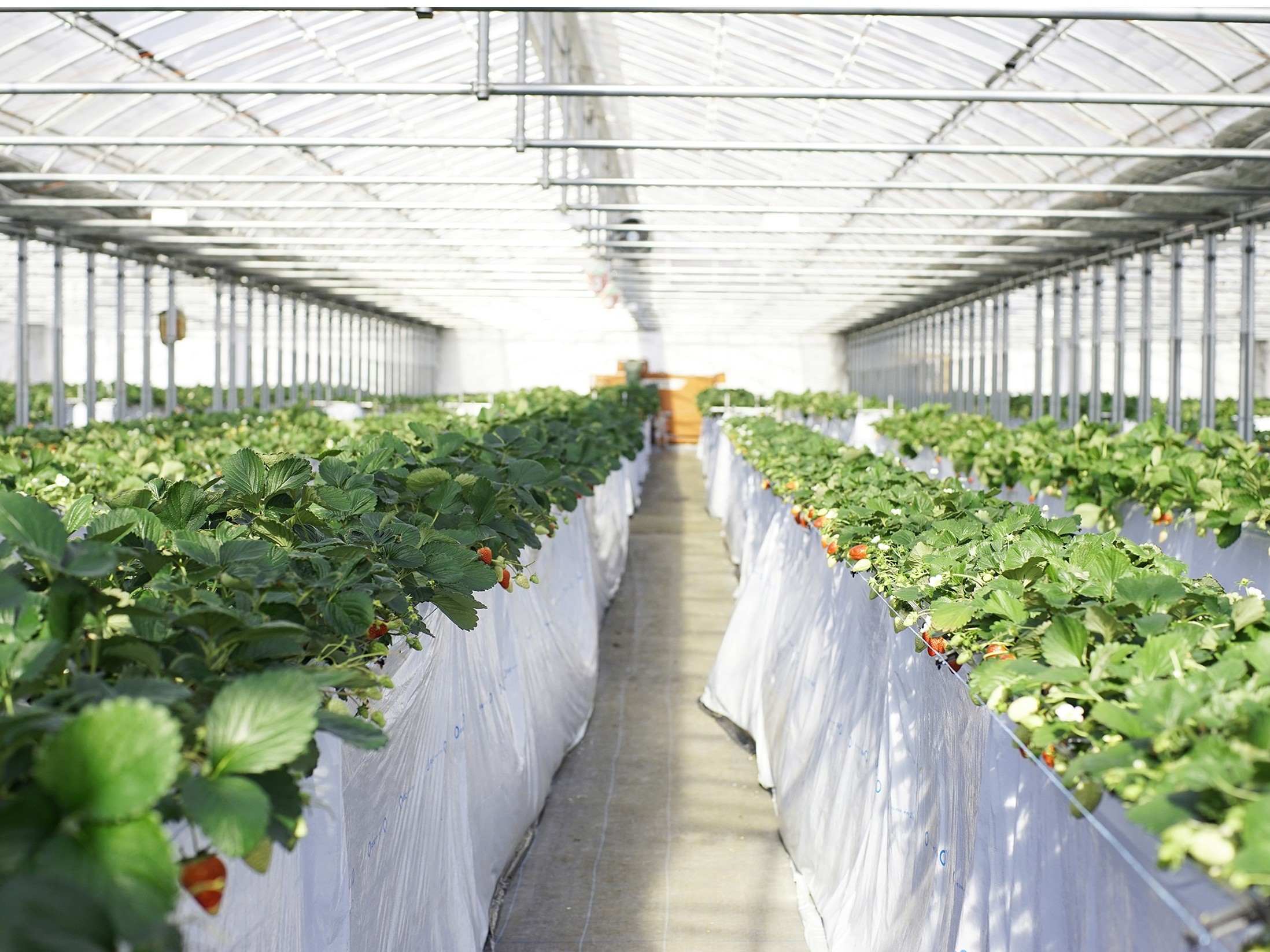 tDs̊ό_(strawberrypicking Tokyo)