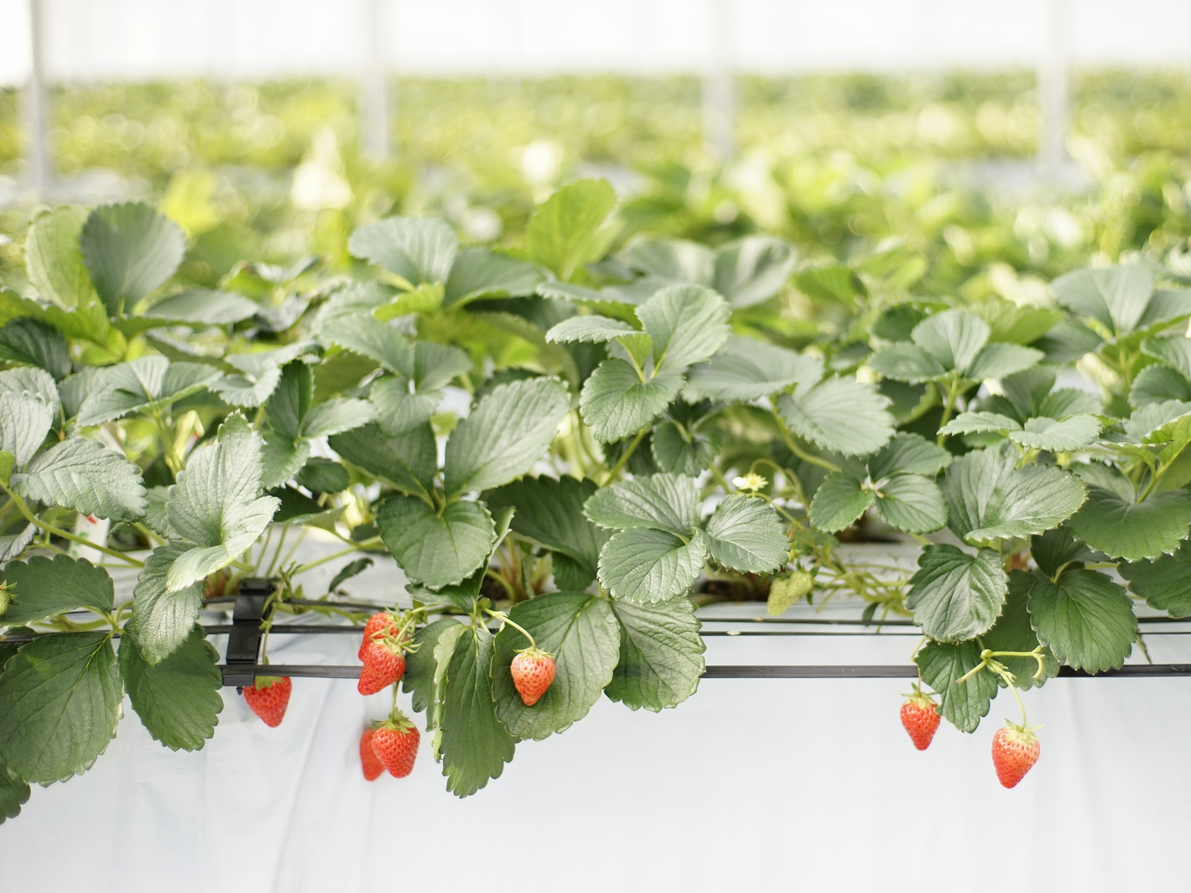 ��t�̂�����(strawberryTokyo)