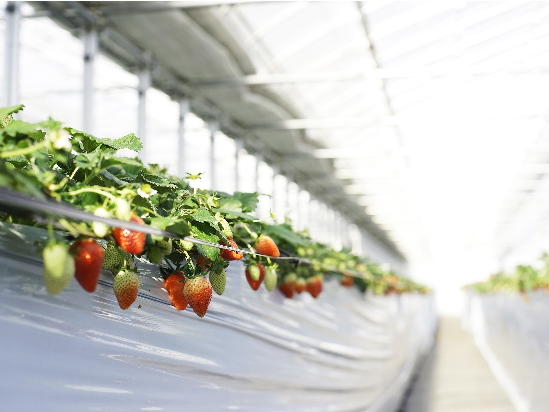 t̊ό_(strawberrypicking Tokyo)