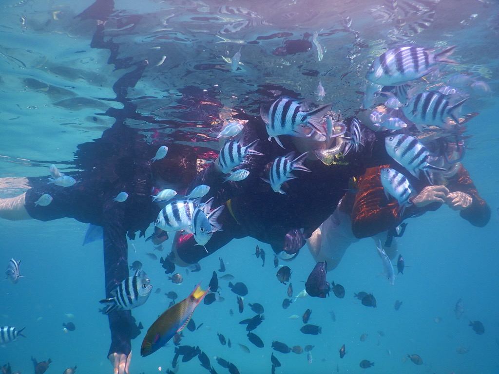 ●泳げなくても安心!
●ビーチサイドの施設と専用の船でひと味違うボートシュノーケリング !
●熱帯魚やサンゴのポイントが近くほぼ船酔いもありません