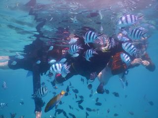 熱帯魚に囲まれちゃいます