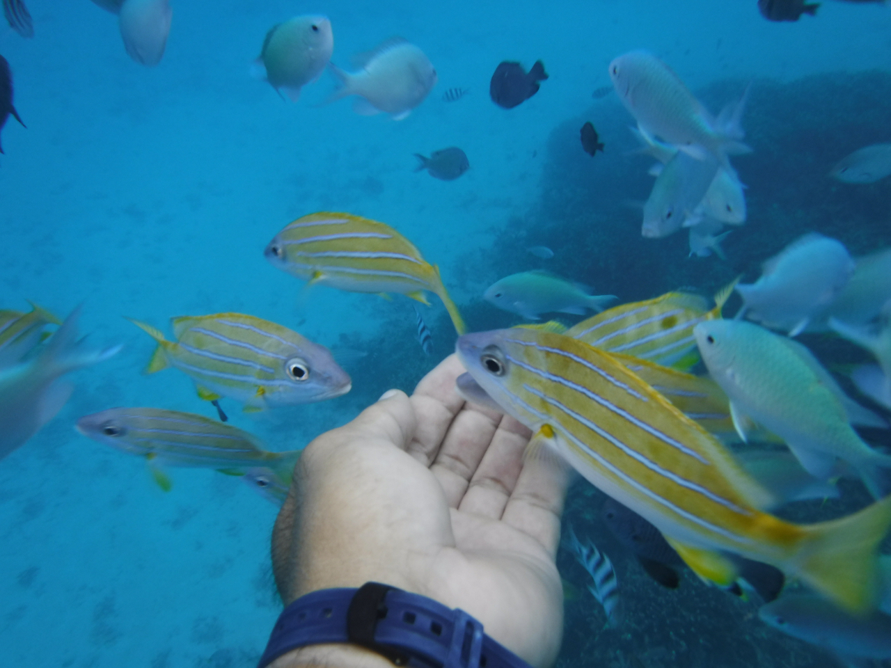 熱帯魚の餌付けもできる