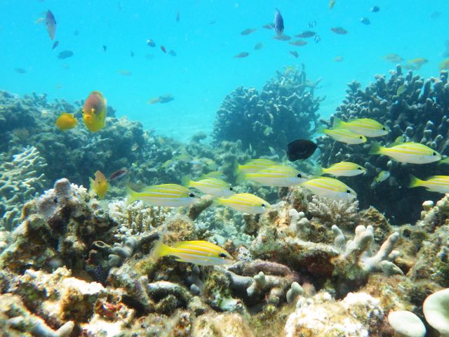 お魚に囲まれてみませんか?