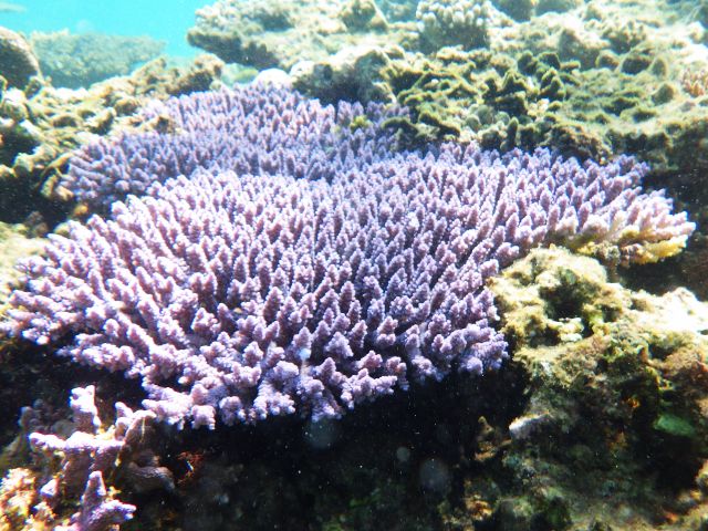 サンゴ礁も観に行きますよー、ポイントが近いので2カ所めぐり!!