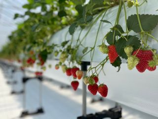 完全予約制 いちご狩りプレオープン 45分食べ放題プラン ワイエムアイ農園 じゃらん遊び体験 完全予約制 いちご狩りプレオープン 45分食べ放題プラン ワイエムアイ農園 じゃらん遊び体験