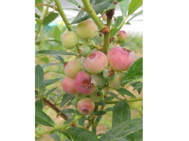 ピンクレモネード 透き通ったピンク色になります