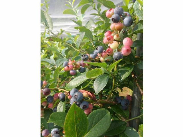 ラビットアイブルーベリー