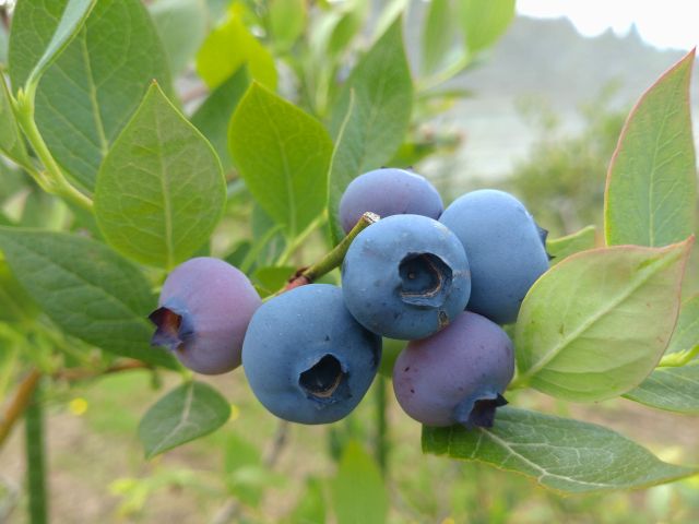 色付きました。ユーリカ