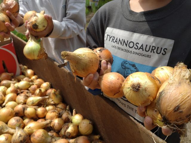 開園イベント企画     未就学児の玉ねぎ掴み取り体験ー取った玉ねぎはお持ち帰りできます。 (無料)