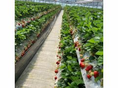 北九州のいちご狩りランキングtop8 じゃらんnet 北九州のいちご狩りランキングtop8 じゃらんnet