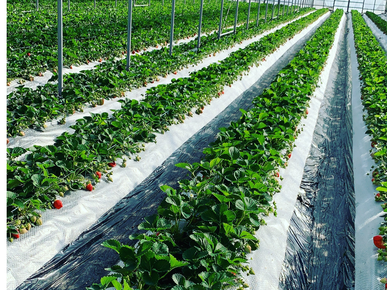 �̂Ȃ���̓y�k�͔|�ޏ�ł�