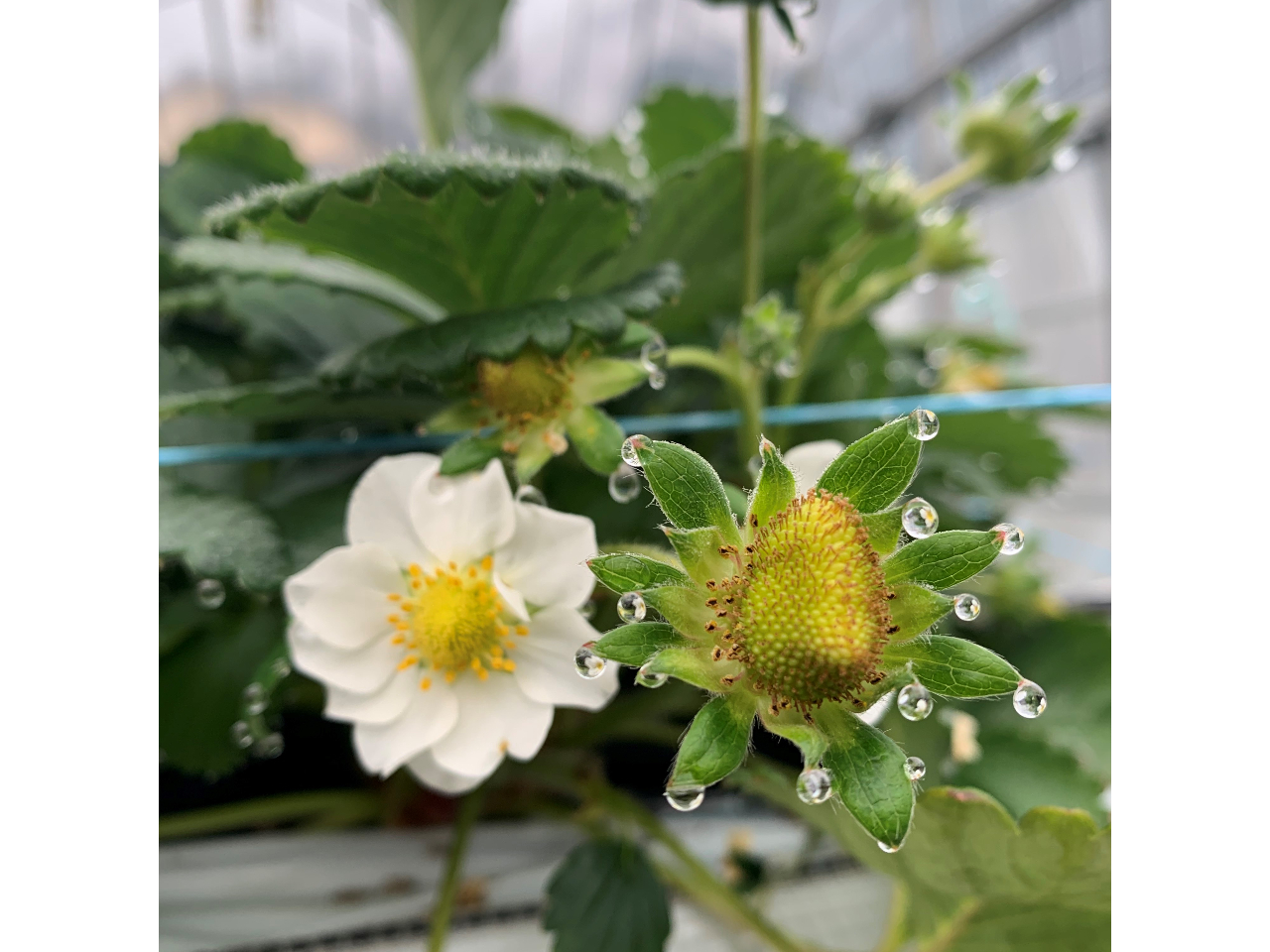 ���C�ȃC�`�S�͗t���ƌ����ė]���Ȑ������o����ł��O�O